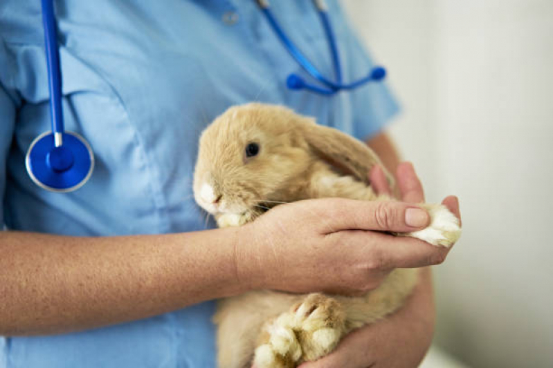 Onde Marcar Consulta Vet Londrina - Consulta no Veterinário Londrina