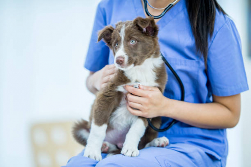 Onde Marcar Consulta Veterinária Gato Pacaembu - Consulta Veterinária para Cães