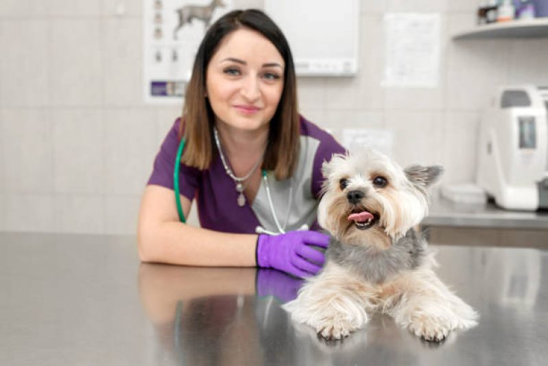 Onde Marcar Consulta Veterinária Oftalmologista Interlagos - Consulta Veterinária para Cachorros