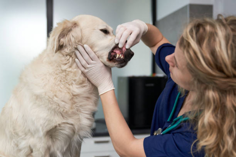 Onde Marcar Consulta Veterinária para Animais Cambé - Consulta Veterinária para Animais Londrina