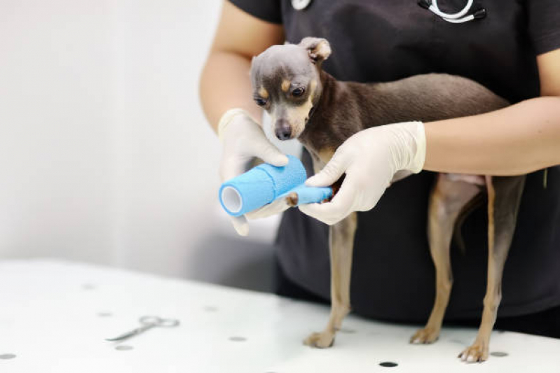 Onde Tem Atendimento de Endocrinologista Veterinário Cidade Industrial 1 - Atendimento de Ortopedista Veterinário