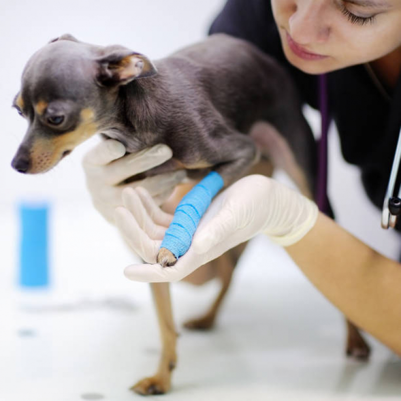 Onde Tem Atendimento de Neurologista Veterinário Recreio - Atendimento Veterinário