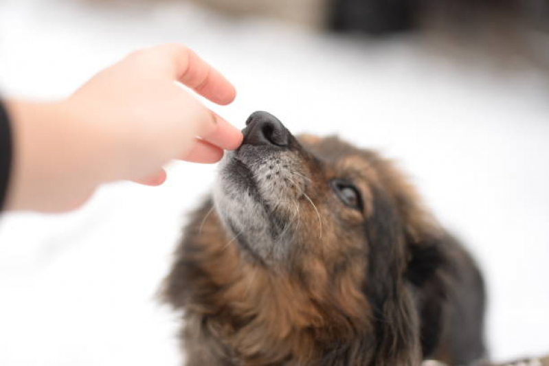 Onde Tem Atendimento Pet 24h Jardim Pacaembu - Atendimento Veterinário