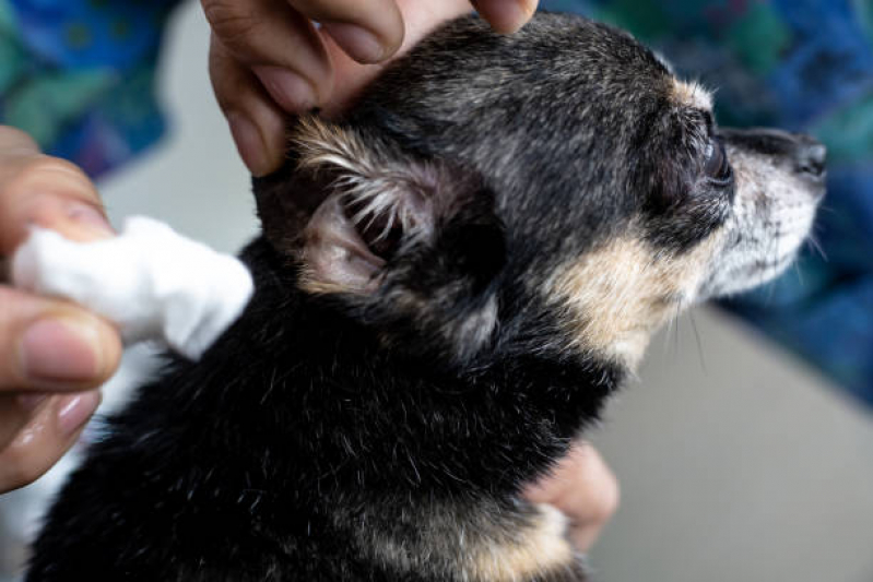 Onde Tem Atendimento Veterinário Domiciliar Ouro Verde - Atendimento Veterinário em Casa