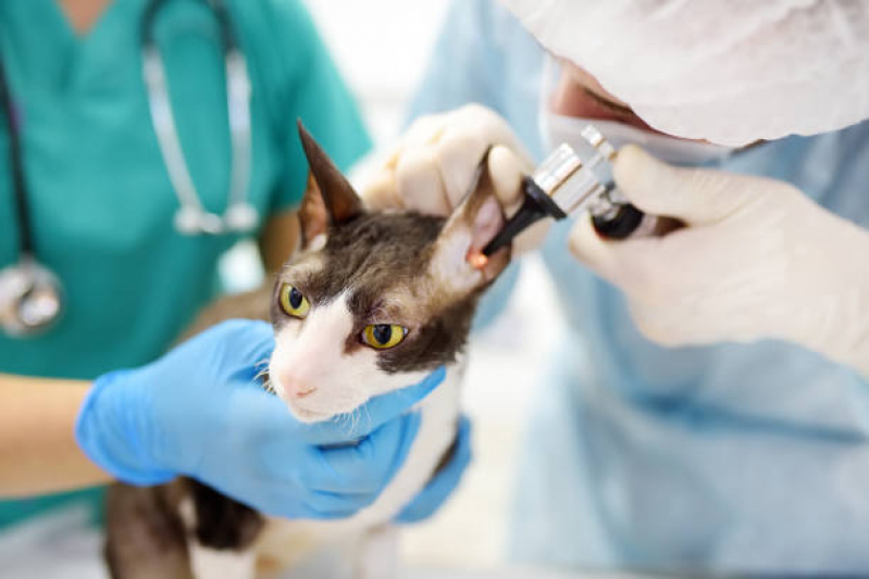 Onde Tem Atendimento Veterinário em Casa HU - Atendimento Dermatológico Veterinário