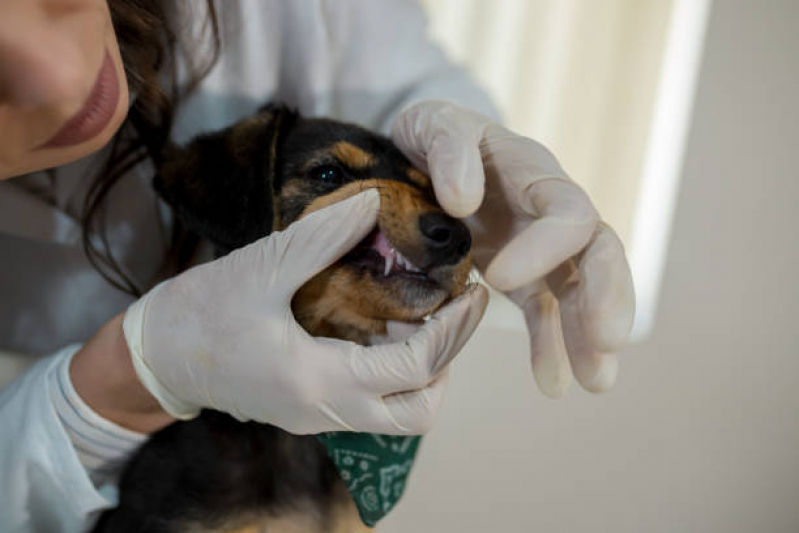 Onde Tem Atendimento Veterinário Neurologista Jardim Olímpico - Atendimento Dermatológico Veterinário