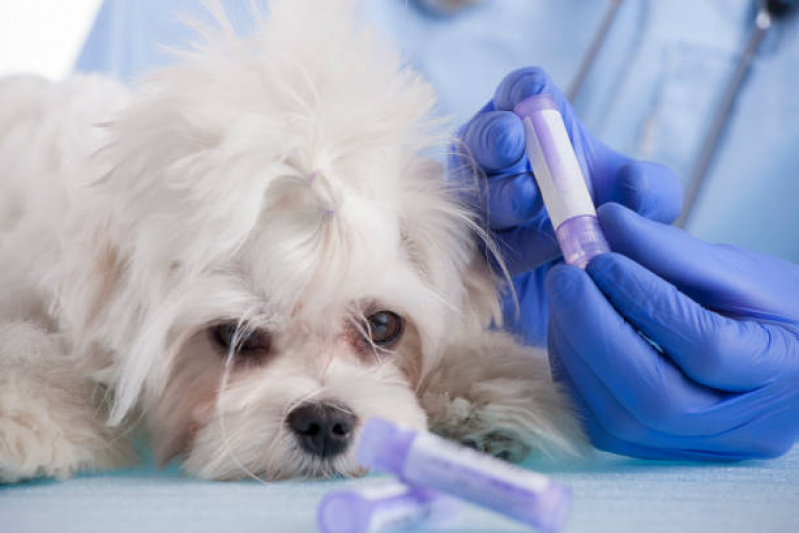 Onde Tem Farmácia Veterinária 24h Perto de Mim Cilo 2 - Farmácia Veterinária 24h Londrina