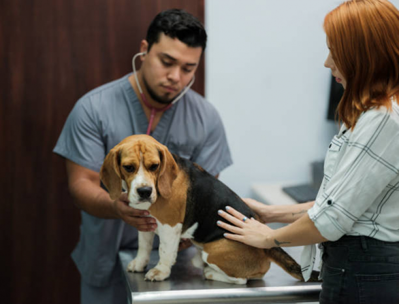 Onde Tem Internação Animal Jardim Sabará - Internação para Cachorro