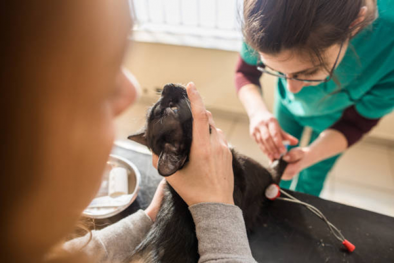 Onde Tem Internação de Cachorros Lon Rita - Internação para Parvovirose