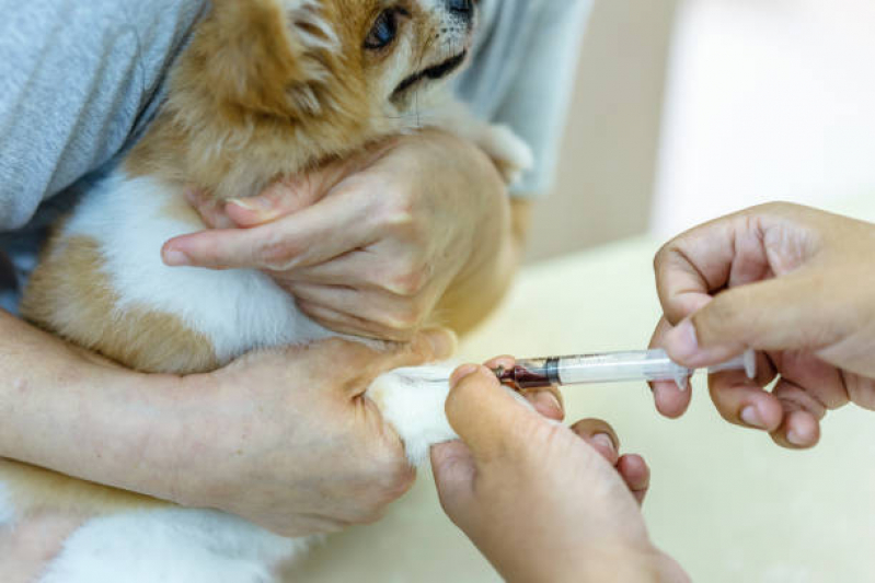 Onde Tem Internação para Animais de Estimação Jardim Brasília - Internação para Cachorros