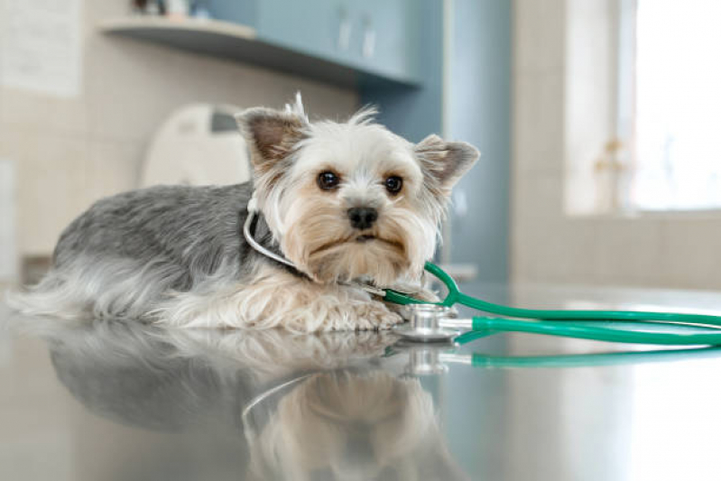 Onde Tem Internação para Cães e Gatos Cilo 2 - Internação para Cachorro