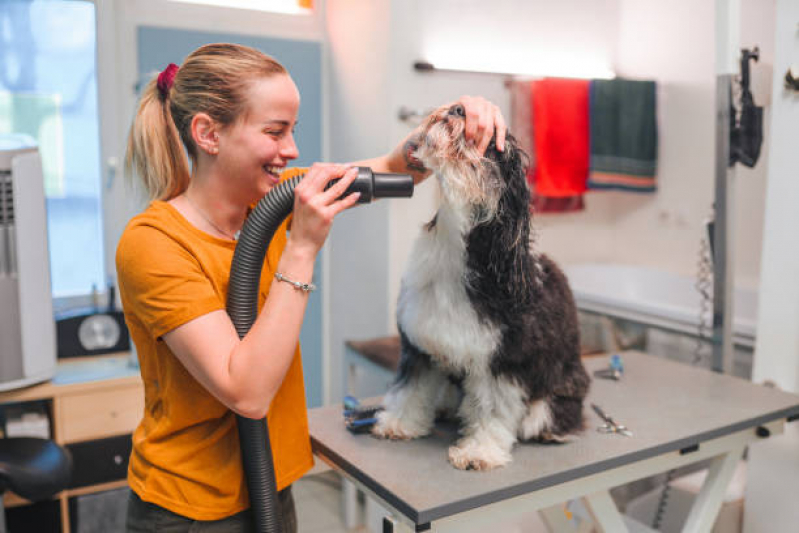 Onde Tem Pet Shop Banho e Tosa Gleba Lindoia - Pet Banho e Tosa Londrina