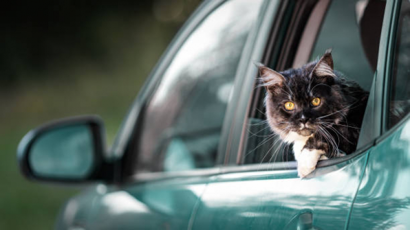 Onde Tem Transporte de Uber de Animais Vila Recreio - Transporte de Uber de Animais