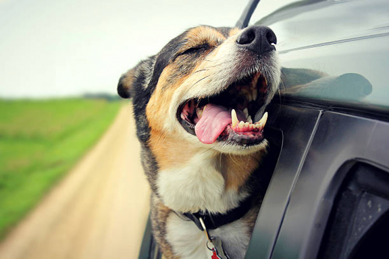 Onde Tem Transporte para Animais de Estimação Cafezal - Transporte para Cães