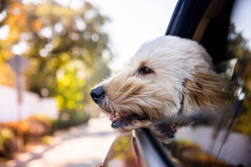 Onde Tem Transporte para Cachorros Jardim Pacaembu - Transporte para Animais