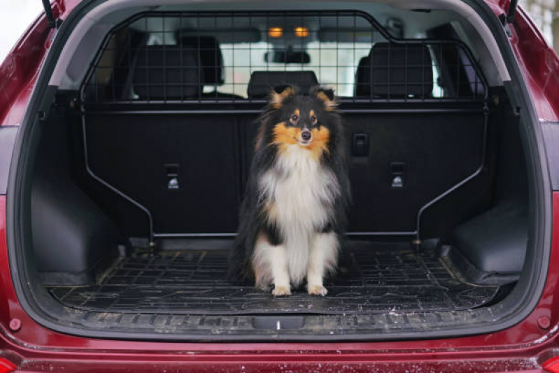 Onde Tem Transporte para Cães e Gatos Parque Universidade - Transporte para Gatos