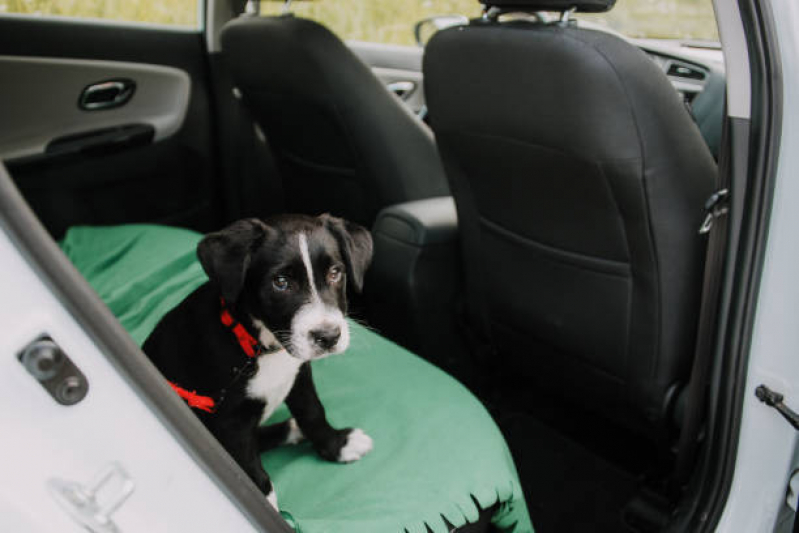 Onde Tem Transporte para Cães Aeroporto - Transporte para Animais Londrina