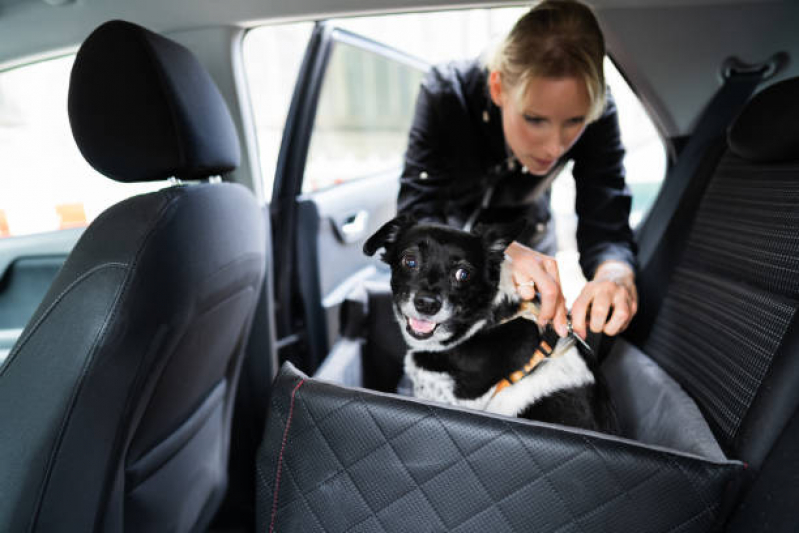 Onde Tem Transporte para Gatos Shangri-lá - Transporte para Cachorros