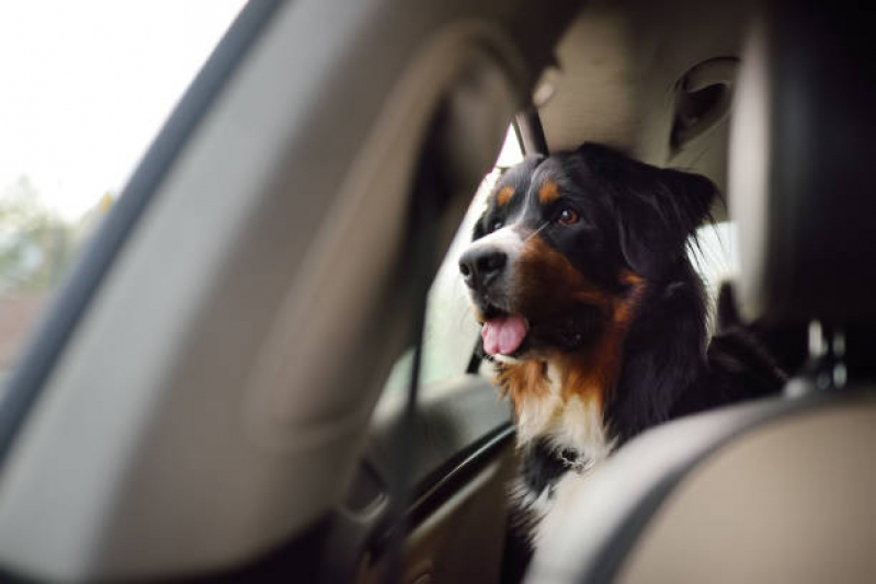 Onde Tem Transporte para Pets Pacaembu - Transporte para Cachorros