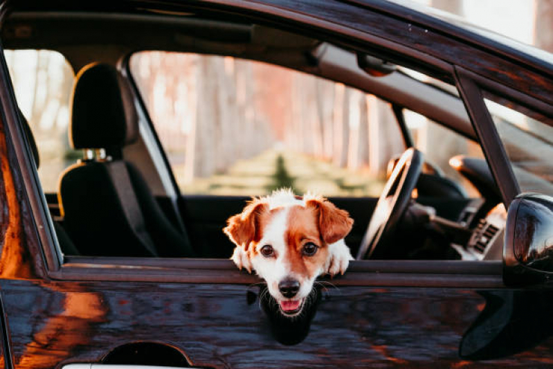 Onde Tem Transporte Taxi Pet Esperança - Transporte para Cães