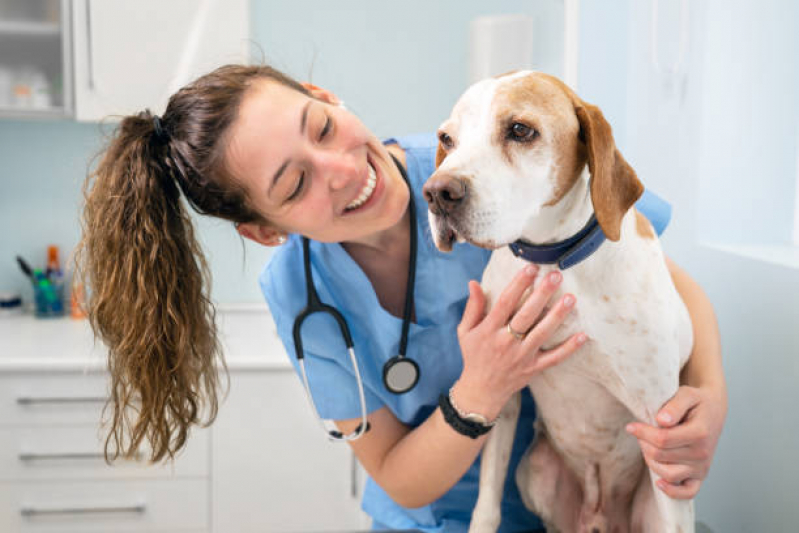 Ortopedista Veterinário Contato Higienópolis - Ortopedista para Cães