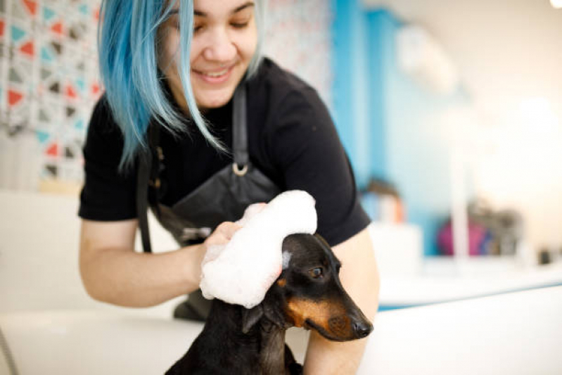 Pet Banho e Tosa Bela Suíça - Pet Shop nas Proximidades Londrina