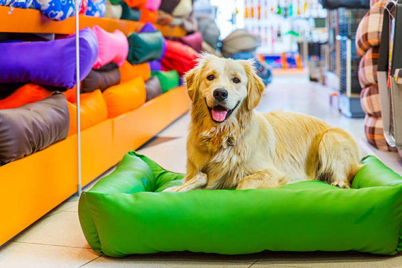 Pet Shop Perto de Mim Banho e Tosa Ernani Moura Lima - Pet Shop nas Proximidades Londrina