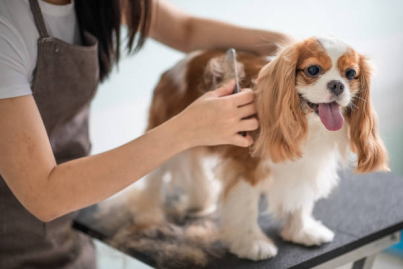 Pet Shop Tosa e Banho Nova Esperança - Pet Banho e Tosa Londrina