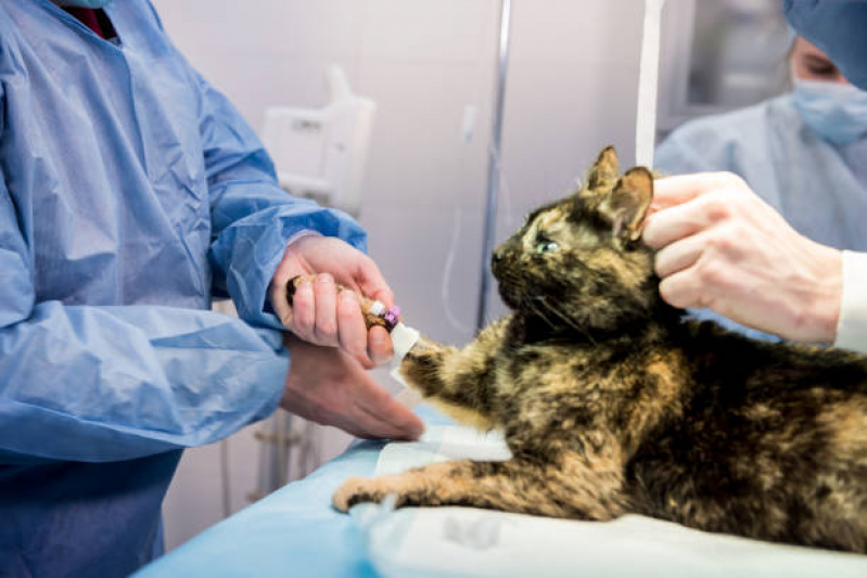 Preço de Cirurgia Desobstrução Gato Aeroporto - Cirurgia para Gatos