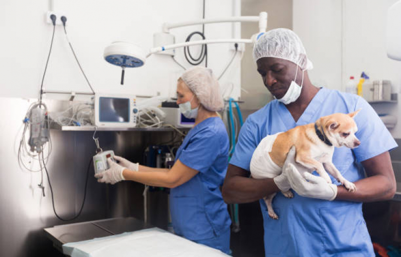 Preço de Cirurgia em Animais Antares - Cirurgia em Animais Londrina