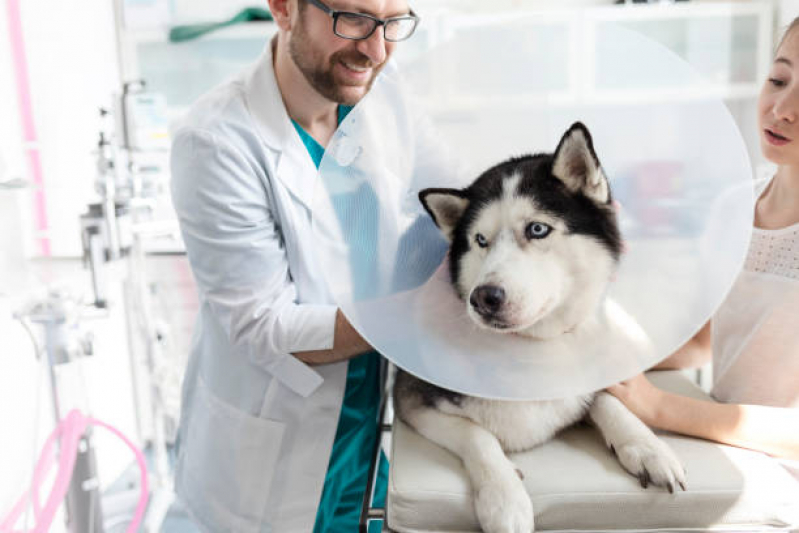 Telefone de Clínica de Veterinário Ibiporã - Clinica Pet 24 Horas Londrina