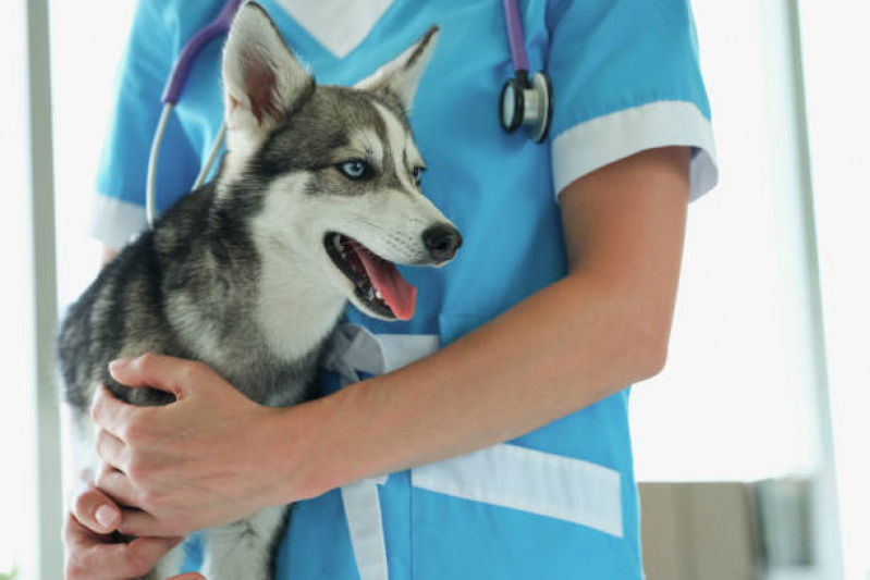 Telefone de Clínica Veterinária 24h Perto de Mim Chácaras Esperança - Clínica Veterinária 24 Horas Próximo de Mim