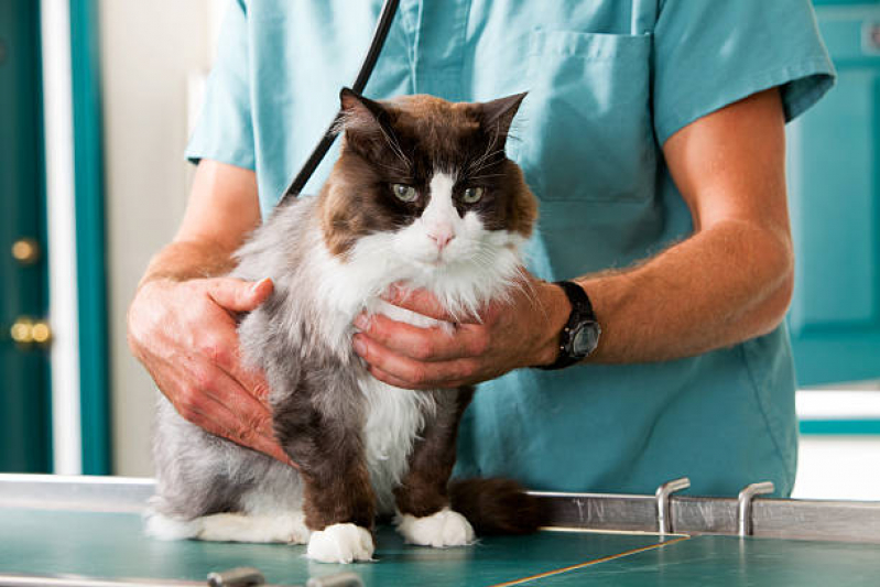 Telefone de Clínica Veterinária Especialista em Gatos Cilo 2 - Clínica para Gatos e Cachorros