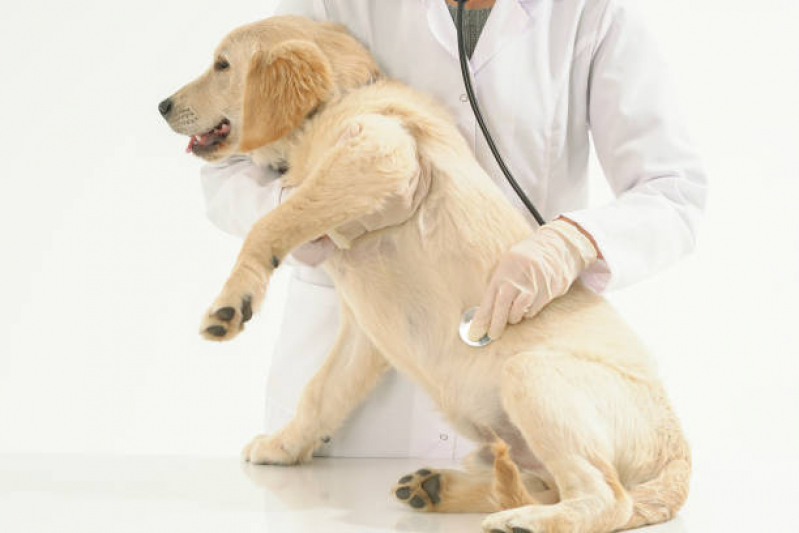 Telefone de Clinica Veterinária Popular Jardim Quebec - Clinica 24h Veterinaria Londrina