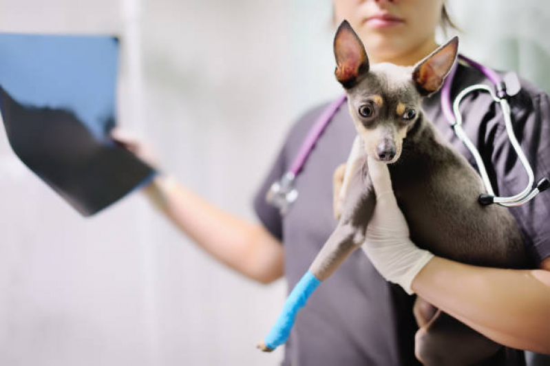 Telefone de Hospital 24 Horas Veterinário Londrina - Hospital para Tratamentos Veterinários