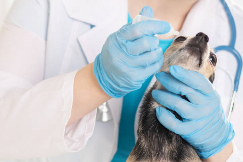 Telefone de Hospital para Tratamentos Veterinários Chácaras Esperança - Hospital Pet 24 Horas