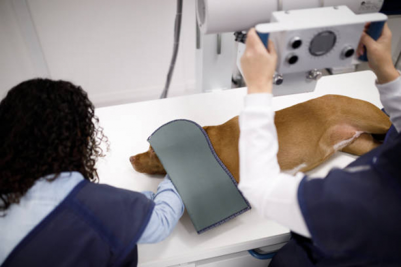 Telefone de Laboratório de Análises Veterinárias Alto do Cafezal - Laboratório para Exames em Animais