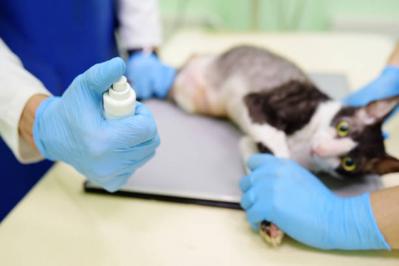 Telefone de Laboratório de Medicina Veterinária Jardim Interlagos - Laboratório para Exames em Animais