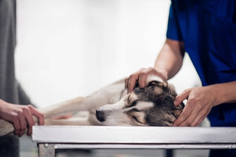 Telefone de Laboratório para Exames em Animais Londrina - Laboratório para Pets