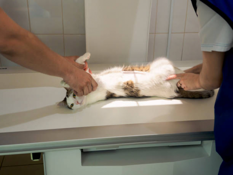 Telefone de Laboratório Veterinário Cidade Industrial 2 - Laboratório para Exames em Animais