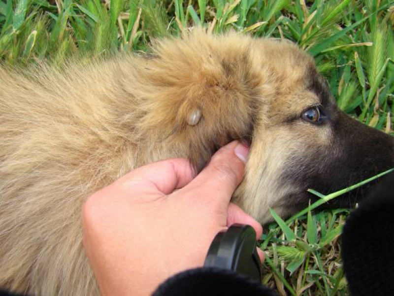 Teste da Doença do Carrapato Cidade Industrial 2 - Teste para Detectar Doença do Carrapato em Cachorros