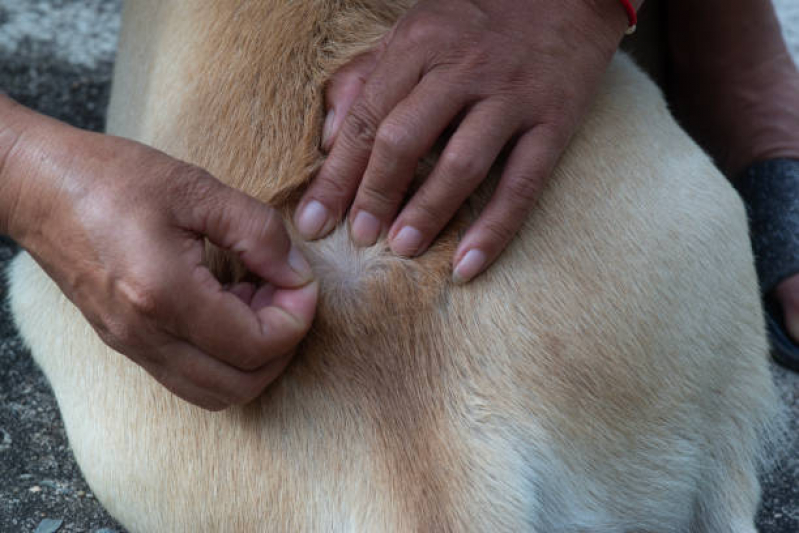 Teste de Doença do Carrapato Clínica Lon Rita - Teste de Sangue Doença do Carrapato