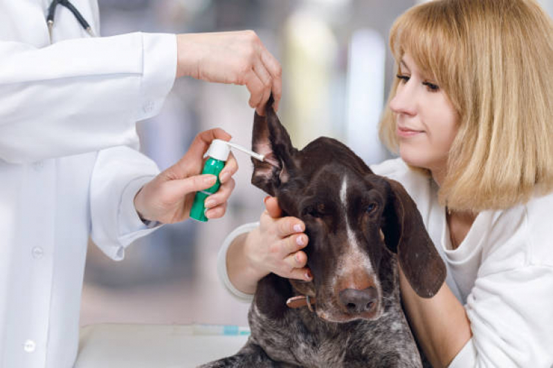 Teste de Leishmaniose Canina Clínica Centro Histórico - Teste de Leishmaniose em Cachorros