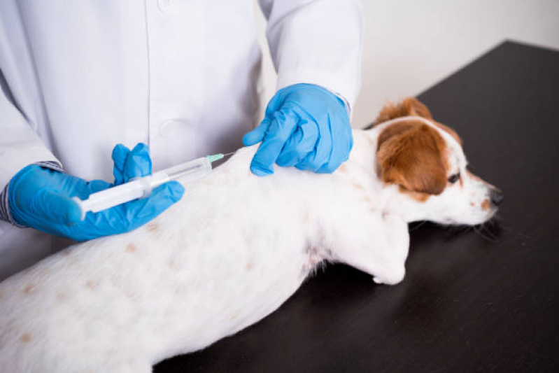 Teste de Leishmaniose em Cachorros Espírito Santo - Teste de Sangue Leishmaniose