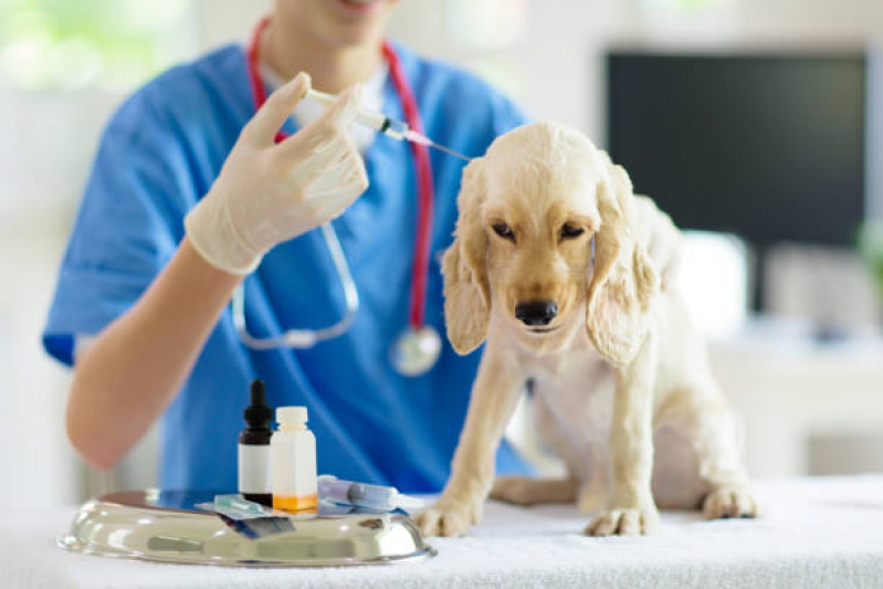 Teste de Leishmaniose em Cães Agendar Parque Universidade - Teste para Detectar Leishmaniose