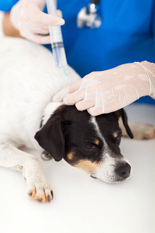 Teste de Leishmaniose em Cães Clínica Londrina - Teste de Leishmaniose