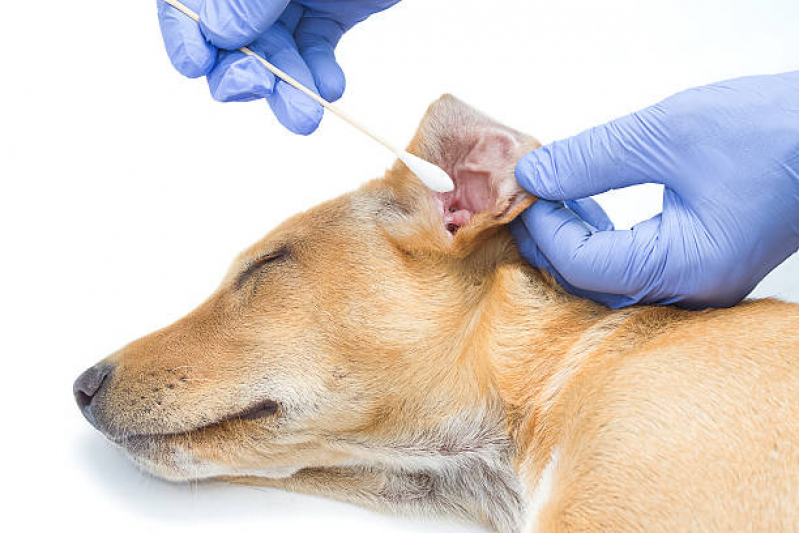 Teste de Pcr Leishmaniose Canina Clínica Parigot de Souza - Teste de Leishmaniose em Cachorros