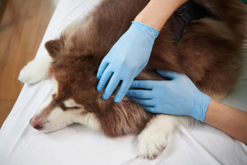 Teste de Sangue Doença do Carrapato Jardim Inglaterra - Teste para Detectar Doença do Carrapato em Cães