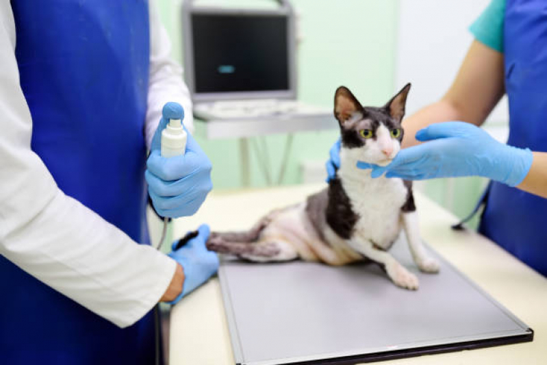 Teste de Sangue Leishmaniose Agendar Londrina - Teste de Leishmaniose Canina