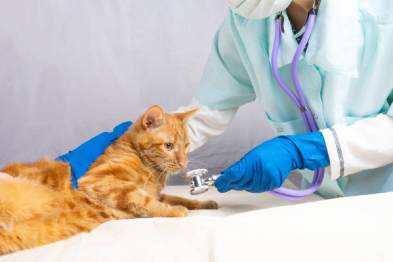 Teste de Sangue Leishmaniose Clínica Parque Universidade - Teste de Leishmaniose Canina